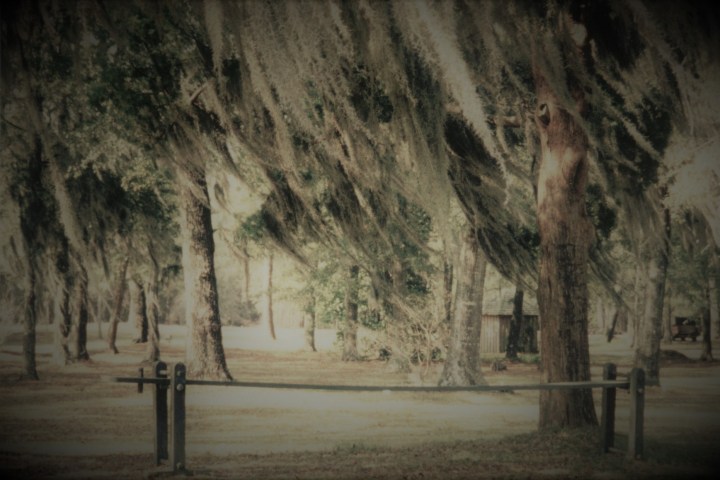 a tree in a forest