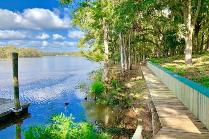 a tree next to a body of water