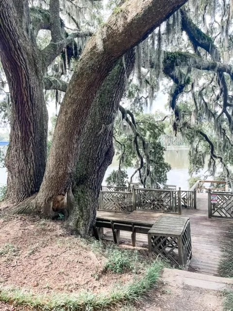 a wooden bench sitting next to a tree