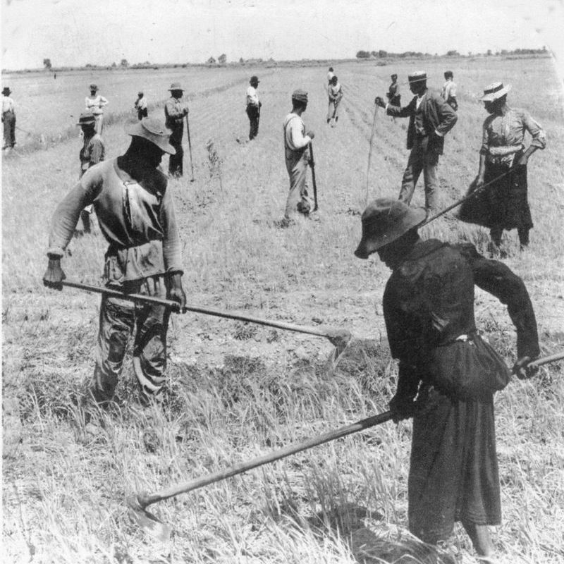 Hoeing Rice a vintage photo of a group of people in a field