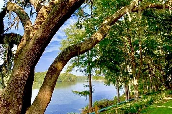Lakeside view with large trees, grassy area, and clear blue sky.