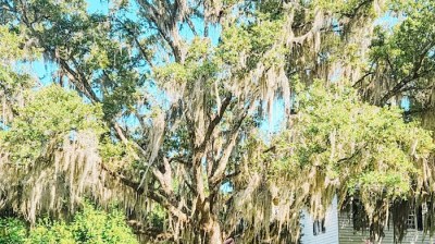 Bride and groom in white attire celebrate outdoors under a large tree.